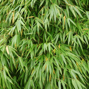 Fargesia 'Gansu'