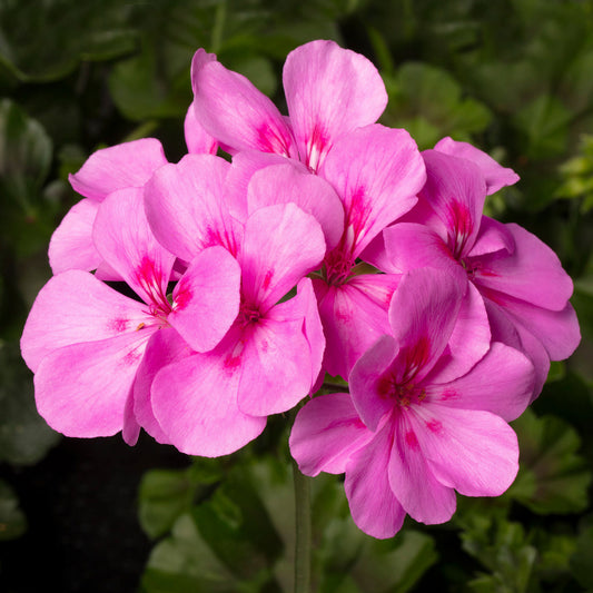 Geranium Ivy Leaf Lavender Splash Basket Plants