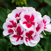 Geranium Zonal White Splash Bedding Plants