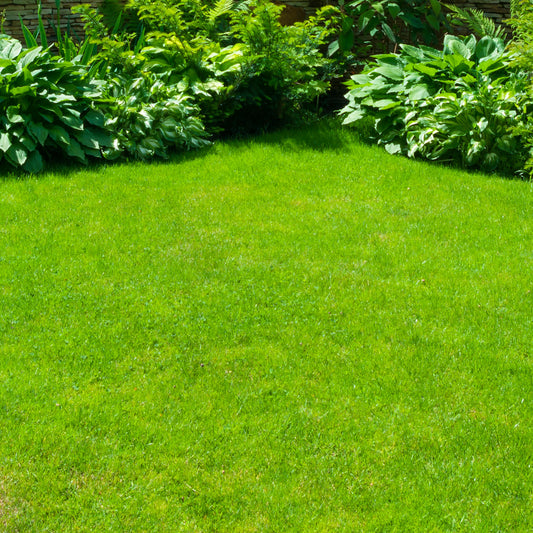 Gardeners Dream Hard-Wearing Grass Seed