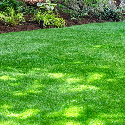 Gardeners Dream Shady Lawn Grass Seed