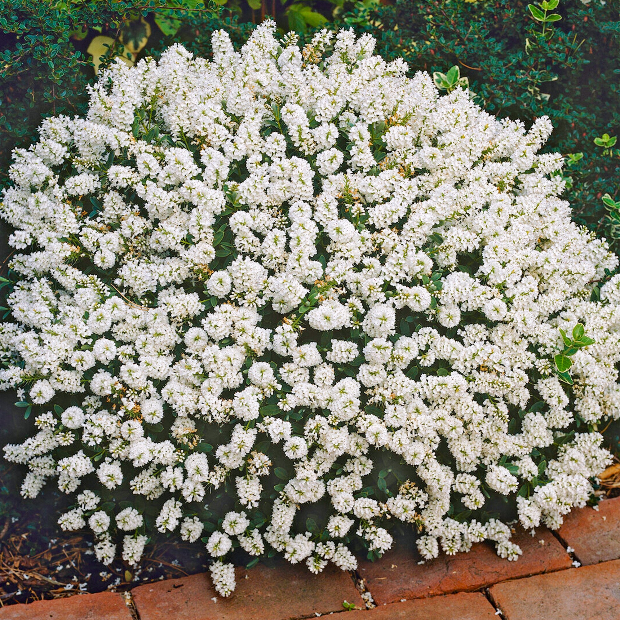 Hebe White Gem Shrubby Veronica Gardeners Dream hebe-white-gem-shrubby-veronica-gardeners-dream
