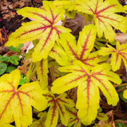 Heucherella 'Alabama Sunrise'
