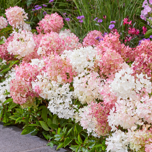 Hydrangea 'Groundbreaker Blush'