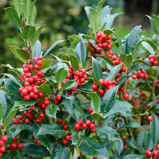 Ilex 'J.C. van Tol'