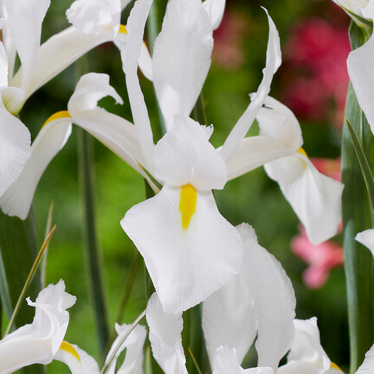 Iris 'Alaska'