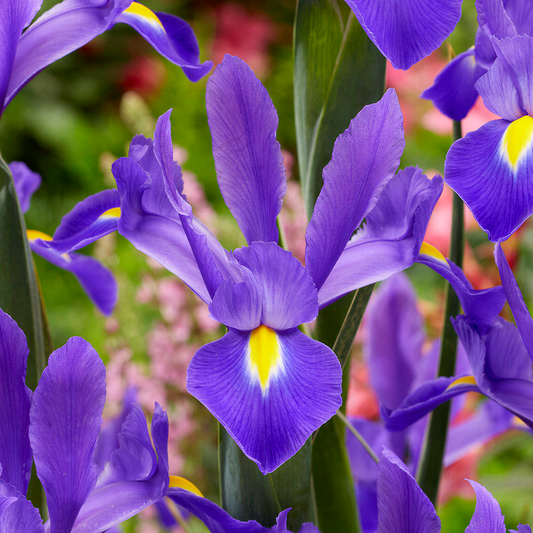Iris 'Valentine'