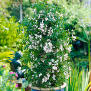 Jasminum 'Starry Starry Summer Night'