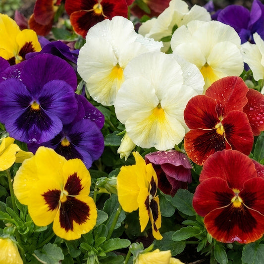 Jumbo Winter Flowering Pansies Mix