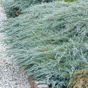 Juniperus 'Blue Carpet'