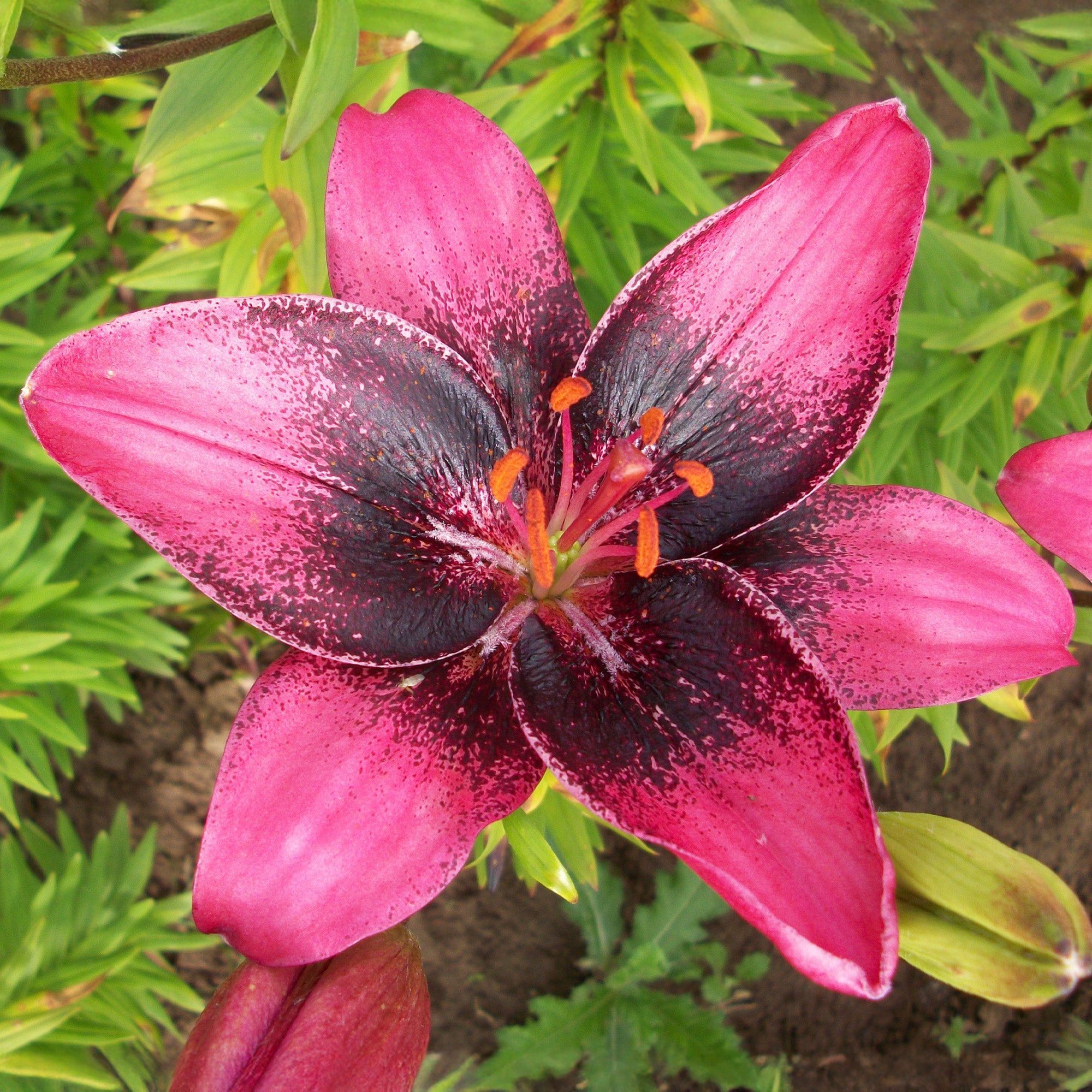 asiatic lily purple dream Lily 'Purple Dream', Lilium