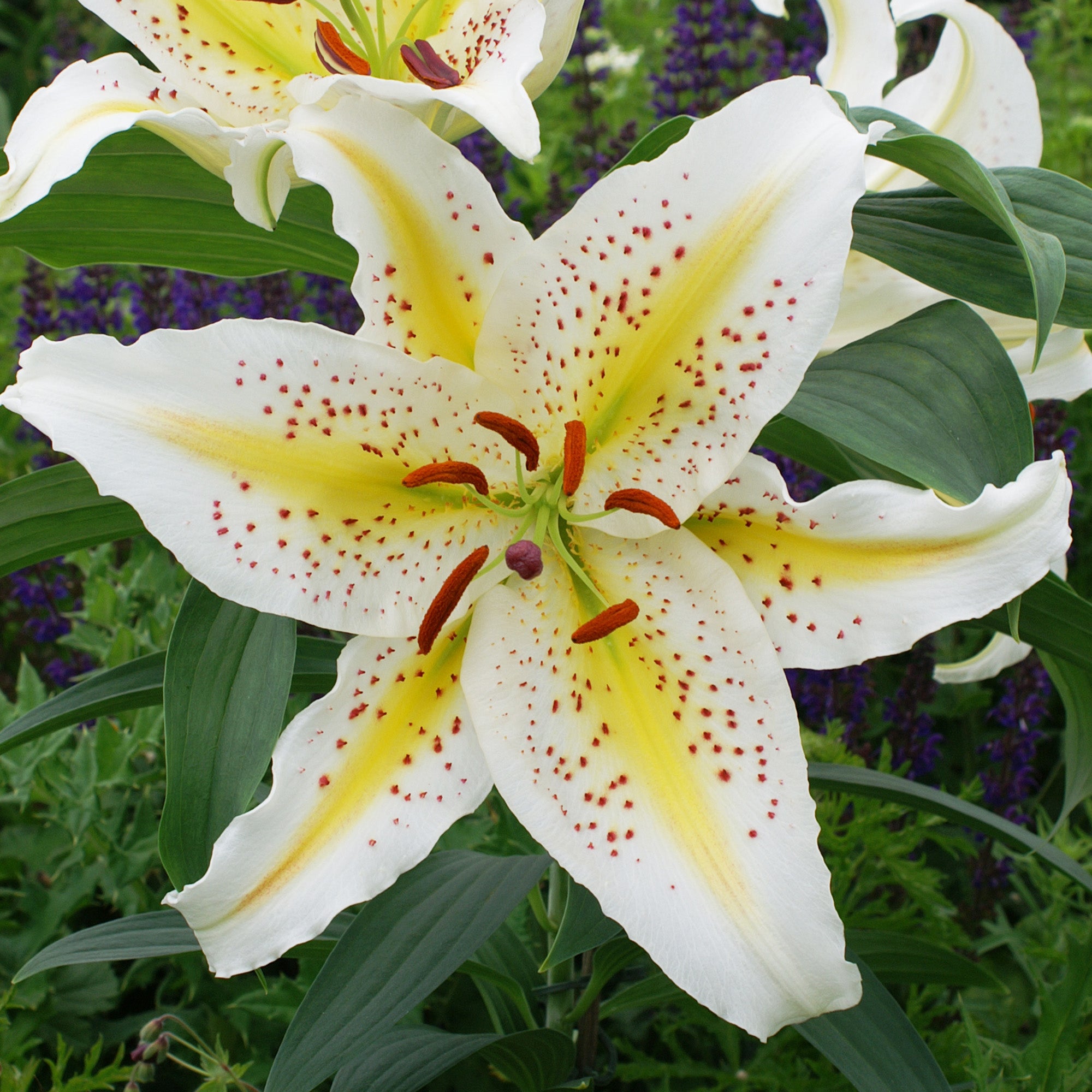 oriental lily tiger moon Lily 'Tigermoon', Lilium