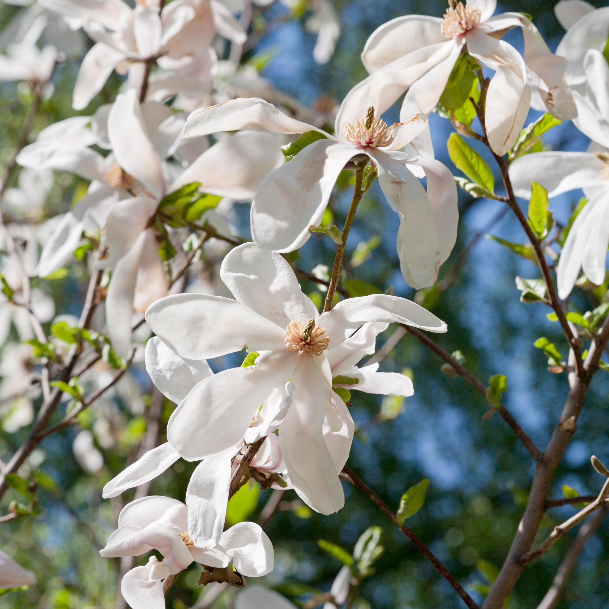 Magnolia Kobus Free UK Delivery Over 50 Gardeners Dream magnolia-kobus-free-uk-delivery-over-50-gardeners-dream