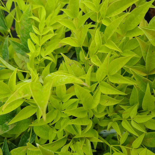 Nandina 'Lemon and Lime'