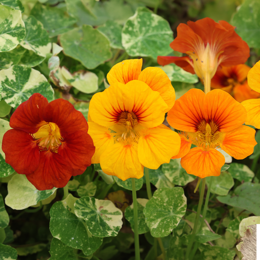 Nasturtium Alaska Mix Carry Pack