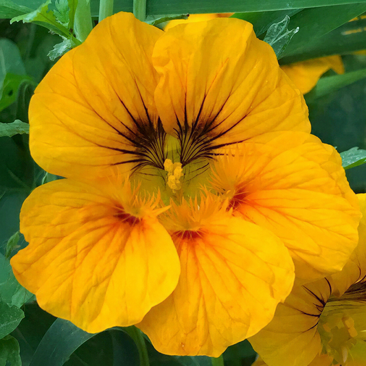 Nasturtium 'Ladybird Gold' Carry Pack