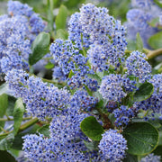 Ceanothus 'Burkwoodii'