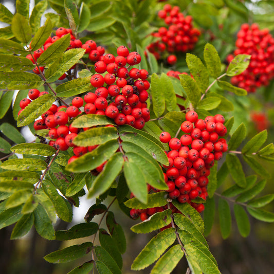 Mountain Ash Rowan Bare Root Hedge