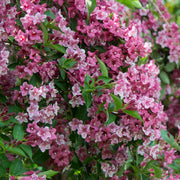 Weigela 'Foliis Purpureis'