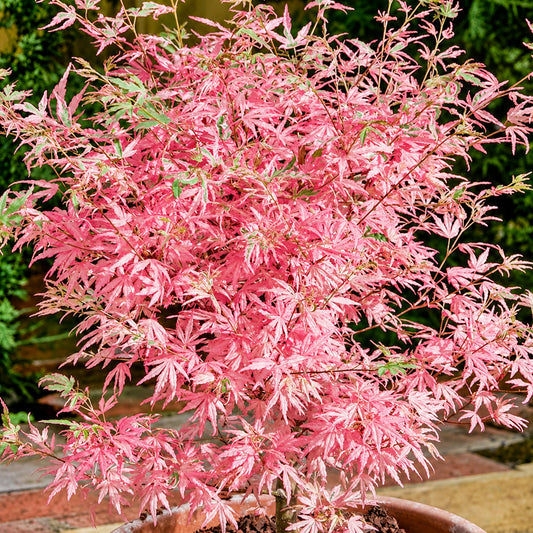 Acer 'Taylor'