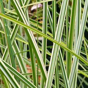 Miscanthus 'Morning Light'
