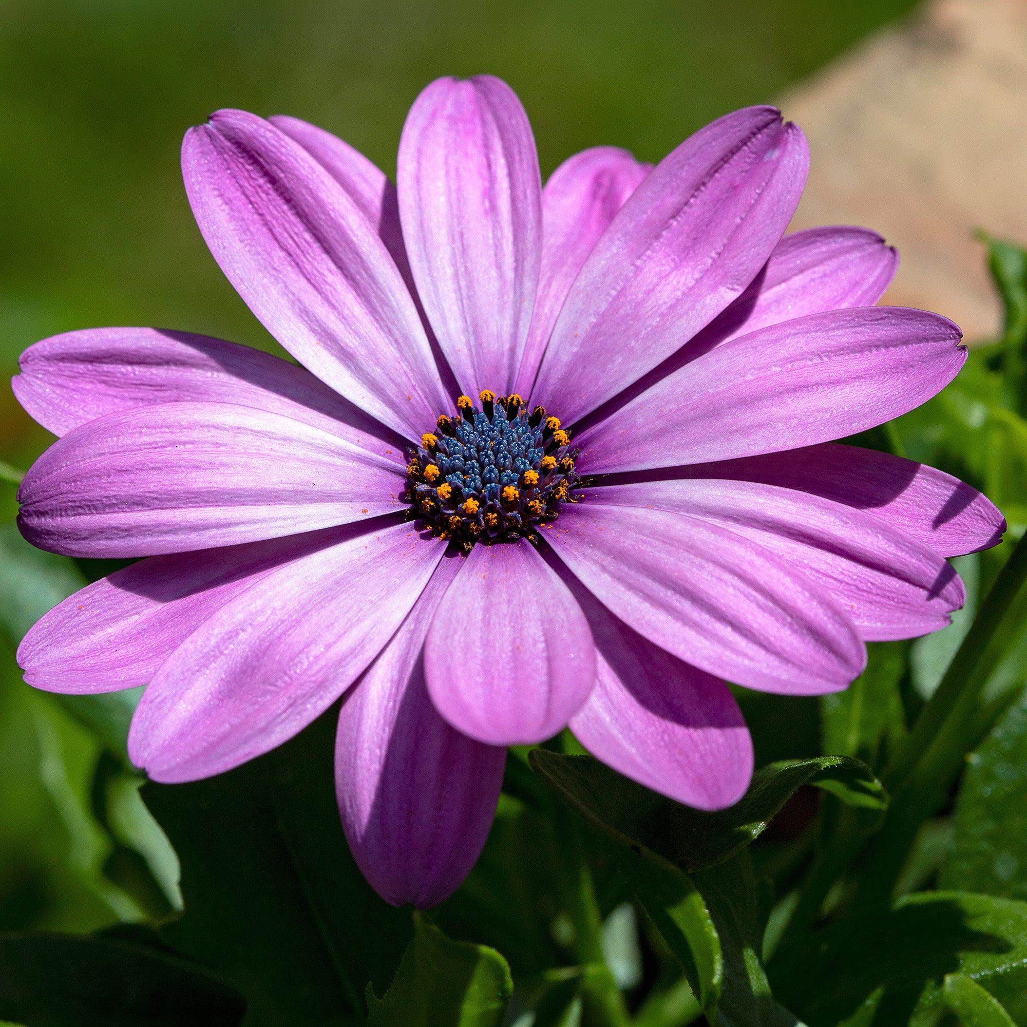 lavender bedding plants Osteospermum Lavender Bedding Plants