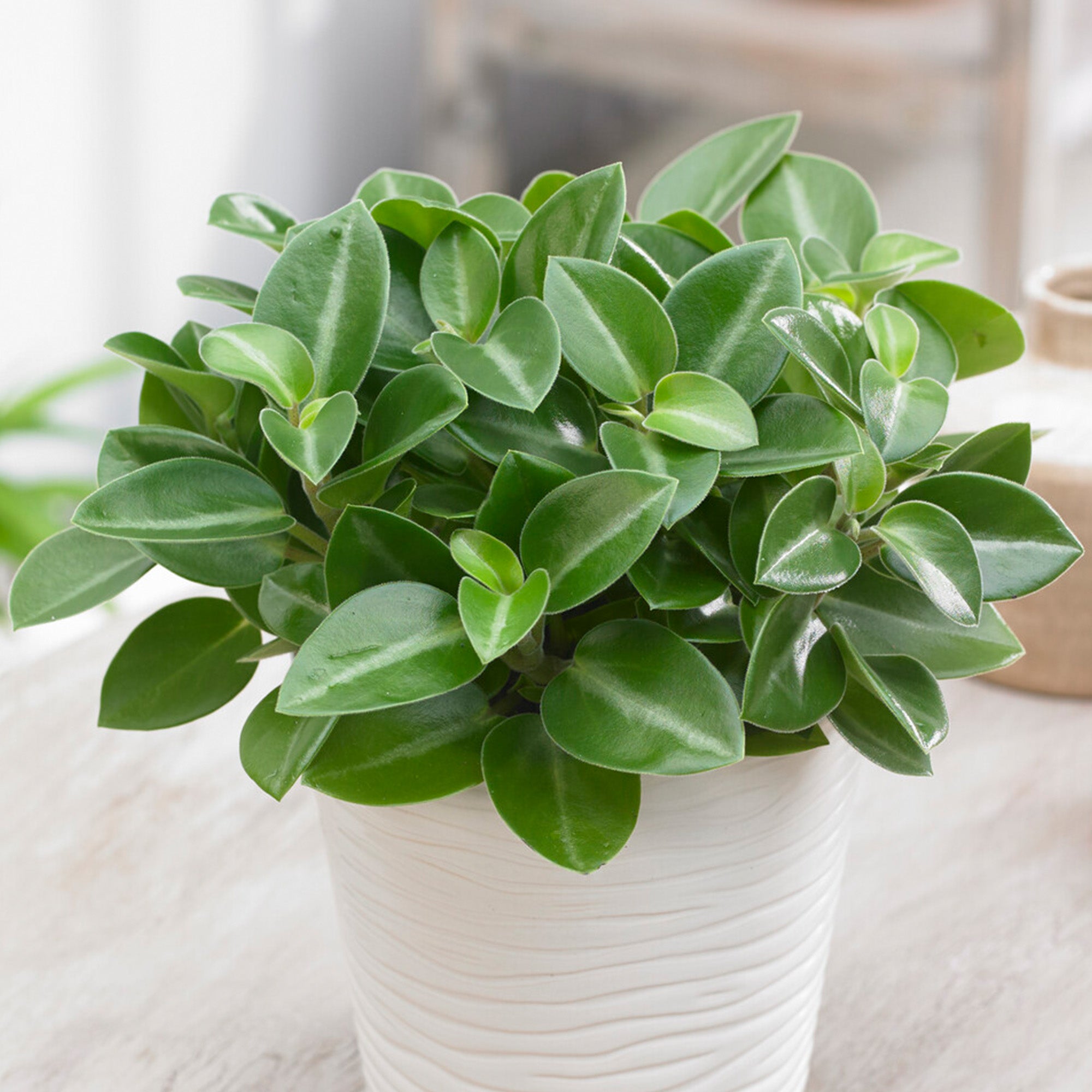 Peperomia Pixie