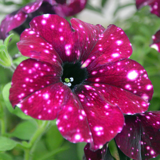 Petunia LightningSky Basket Plants