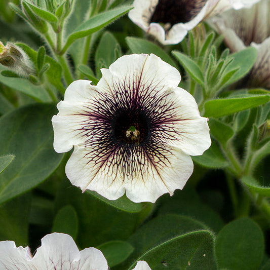 Petunia Tea Tiramisu Basket Plants