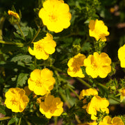 Potentilla 'Goldfinger'