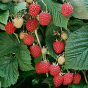 Raspberry 'Glen Ample'