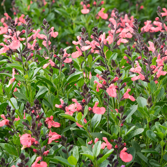 Salvia 'Magical Amore'