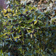 Sarcococca confusa