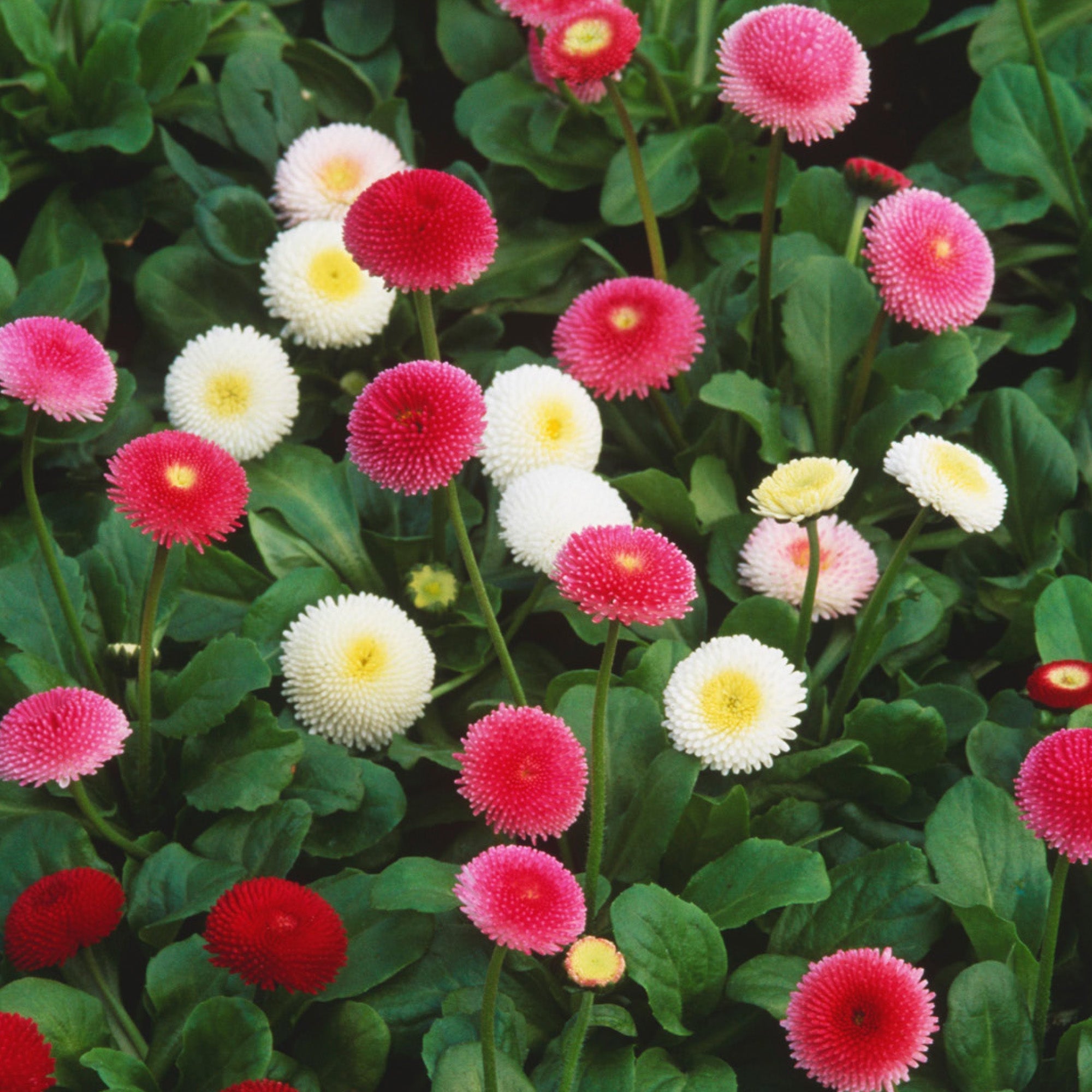Bellis Perennis Tasso Mixed Seeds Daisy Garden Flowers Gardeners Dream bellis-perennis-tasso-mixed-seeds-daisy-garden-flowers-gardeners-dream
