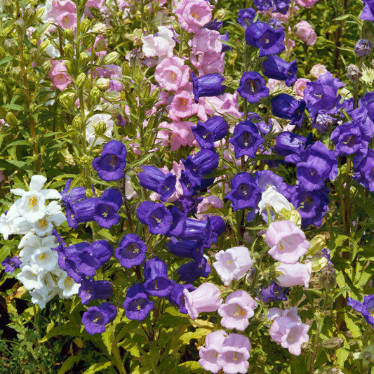 Canterbury Bells 'Cup And Saucer Mixed'