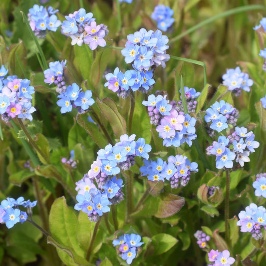 Forget-Me-Not Light Blue