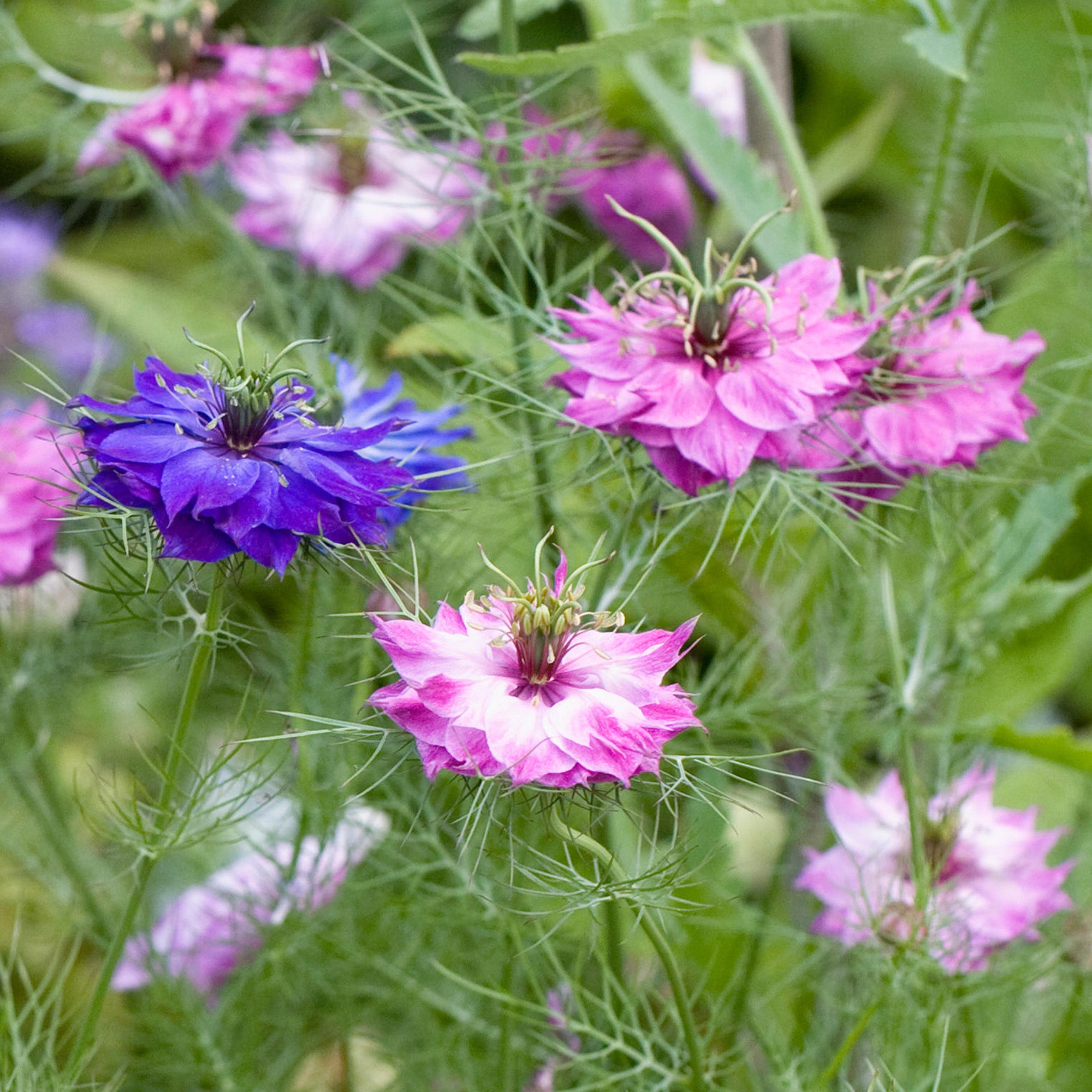 nigella flower seeds uk Nigella Persian Jewels Love In A Mist Seeds