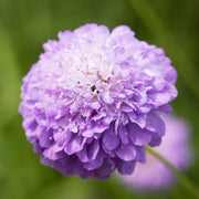 Scabiosa 'Oxford Blue'
