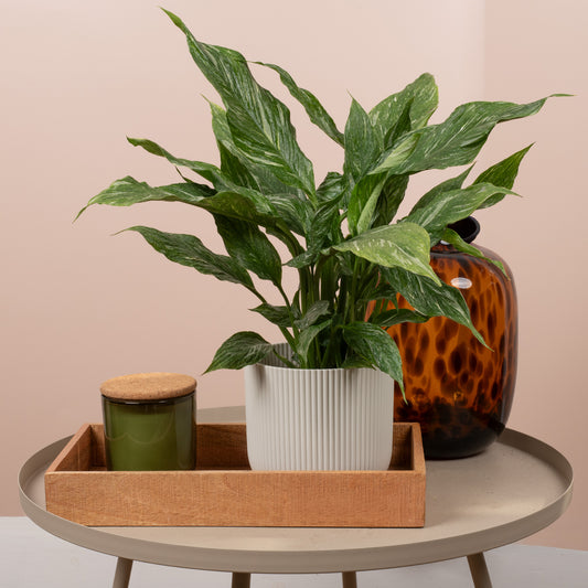 Spathiphyllum 'Diamond Variegated'