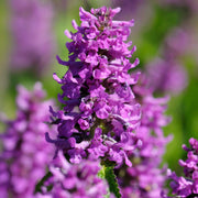 Stachys 'Hummelo'