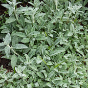 Stachys 'Silver Carpet'