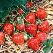 Strawberry 'Honeoye' Bare Root Plants