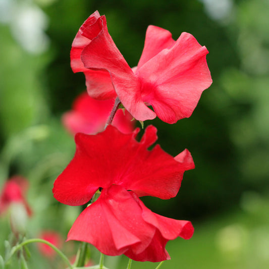 Sweet Pea 'Winston Churchill' Bedding Plants