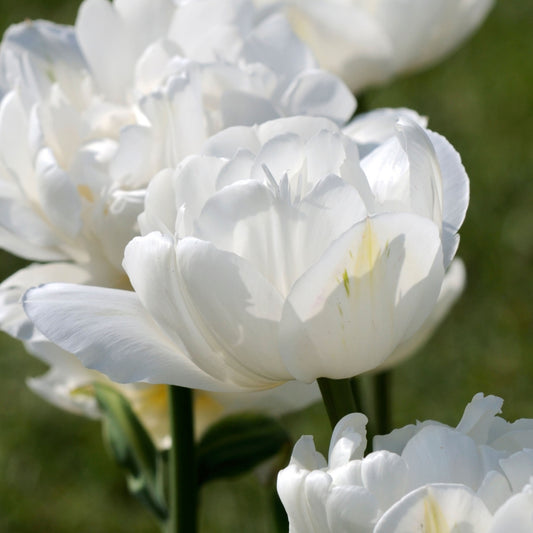 Tulip 'Mount Tacoma'