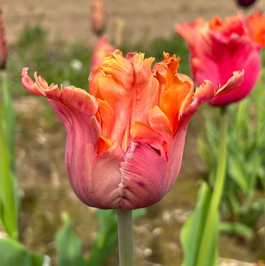 Tulip 'Amazing Parrot'