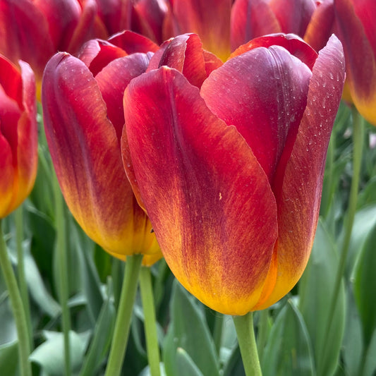Tulip 'Amber Glow'