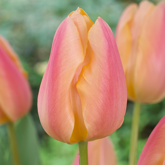 Tulip 'Apricot Favourite'