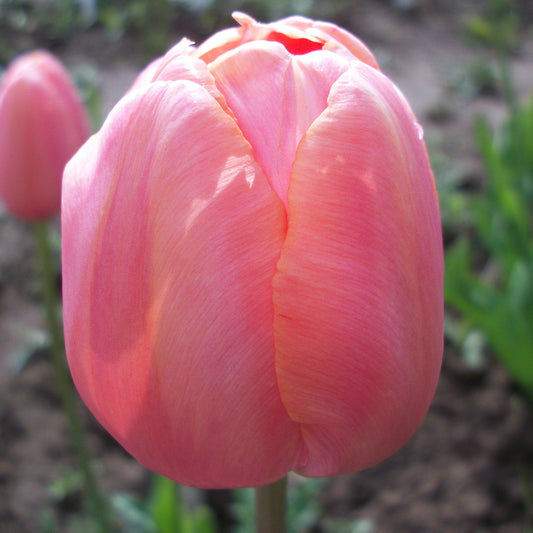 Tulip 'Menton'