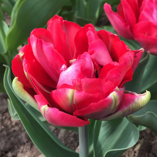 Tulip 'Promiss'