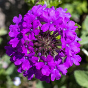 Verbena Purple Basket Plants
